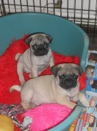 Mops béžová štěňátka s PP k prodeji